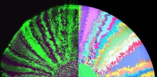 Research: Scientists shine new light on how cells coordinate eye growth in fish —