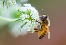 Research: Study reveals declines in distribution of many species of bees and hoverflies —