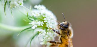 Research: Study reveals declines in distribution of many species of bees and hoverflies —