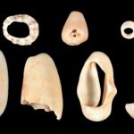 Study: Ancient Caribbean children helped with grocery shopping in AD 400 — (Details)