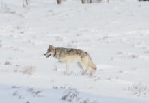 Research: Yellowstone elk don’t budge for wolves, say scientists —