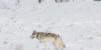 Research: Yellowstone elk don’t budge for wolves, say scientists —