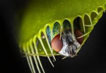 Research: Venus flytrap ‘teeth’ form a ‘horrid prison’ for medium-sized prey —