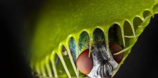 Research: Venus flytrap ‘teeth’ form a ‘horrid prison’ for medium-sized prey —