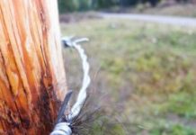 Research: Ecologists suggest studying DNA signatures is a ‘one-stop-shop’ for wildlife conservation —