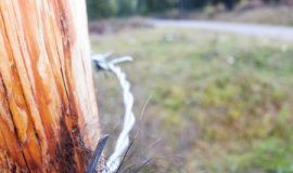 Research: Ecologists suggest studying DNA signatures is a ‘one-stop-shop’ for wildlife conservation —