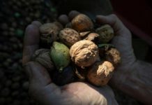 Research: Findings could lead to new walnut varieties —