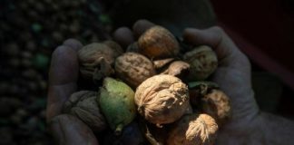 Research: Findings could lead to new walnut varieties —