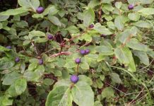 Research: New tool maps a key food source for grizzly bears: huckleberries —