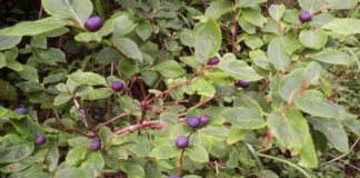 Research: New tool maps a key food source for grizzly bears: huckleberries —