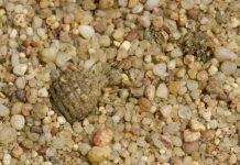 Research: ‘Nightmarish’ antlions’ spiral digging techniques create effective and deadly traps —