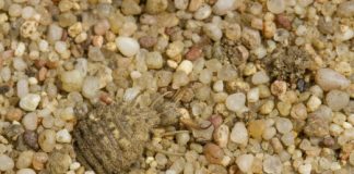 Research: ‘Nightmarish’ antlions’ spiral digging techniques create effective and deadly traps —