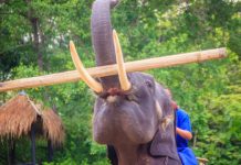 Research: Future of elephants living in captivity hangs in the balance —