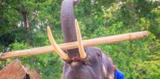 Research: Future of elephants living in captivity hangs in the balance —