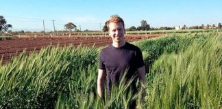 Research: Using ancient genetic variation to supercharge wheat —