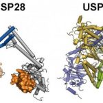 Study: Substantial differences identified — (Details)