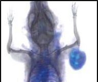 Study: The glow could someday help us use cancer drugs more efficiently — (Details)