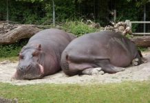 Research: Resting postures determined by animals’ size —