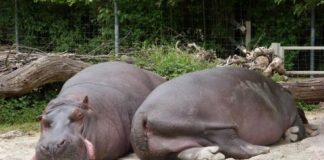 Research: Resting postures determined by animals’ size —