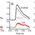 Study: Conveying a sensory snapshot to the cerebellum — (Details)