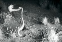 Research: Bipedalism may have been favored in kangaroo rats to avoid ambush predators like vipers and owls —