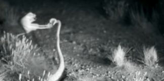 Research: Bipedalism may have been favored in kangaroo rats to avoid ambush predators like vipers and owls —