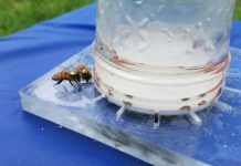 Research: Codifying the universal language of honey bees —