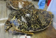 Offbeat: Historical trade of tortoiseshell reveals origins of modern wildlife trafficking networks —