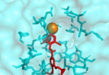 Research: Researchers advance effort to manage parasitic roundworms —