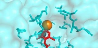 Research: Researchers advance effort to manage parasitic roundworms —
