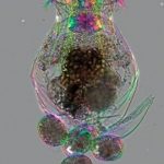 Study: Offspring of older mothers are more responsive to aging interventions — (Details)