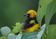 Research: Research on coffee farm habitats can help both fowl and farmers —