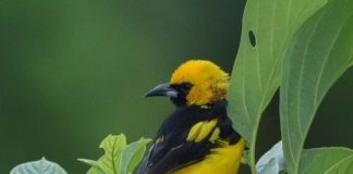 Research: Research on coffee farm habitats can help both fowl and farmers —
