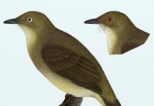 Research: New cryptic bird species discovered —