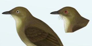Research: New cryptic bird species discovered —