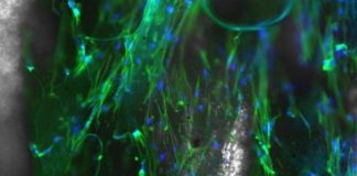 Study: Engineers craft the basic building block for electrospun nanofibers — (Details)