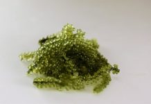 Research: Sea grapes reveal secrets of plant evolution —