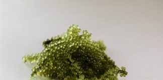 Research: Sea grapes reveal secrets of plant evolution —