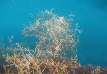 Research: Galápagos islands have nearly 10 times more alien marine species than once thought —