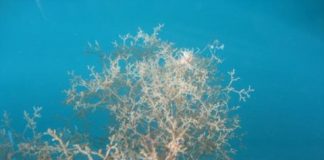 Research: Galápagos islands have nearly 10 times more alien marine species than once thought —