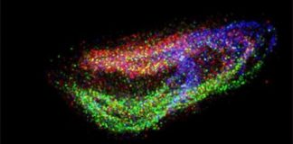 Research: Slide-seq technique generates high-resolution maps of cellular relationships in tissues, without the need for a microscope —