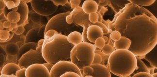 Tech: Single-celled organism that oxidises ethane on the seabed — (Report)