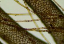 Research: Fur discoveries in Iron Age graves testify to respect for animals —