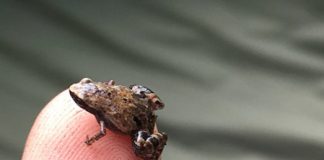 Research: Five new frog species from Madagascar —