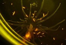 Research: Tiny fragments of plastic in the ocean are consumed by sea anemones along with their food —