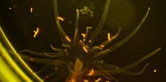Research: Tiny fragments of plastic in the ocean are consumed by sea anemones along with their food —