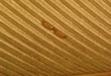 Research: Microscopic analysis shows feather mites may be beneficial to birds — not harmful, as previously thought —