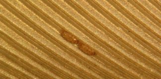 Research: Microscopic analysis shows feather mites may be beneficial to birds — not harmful, as previously thought —