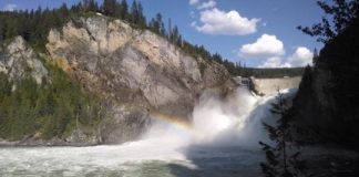Research: Studying reintroduction of bull trout with simulations —