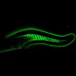 Study: Scientists find brain mechanism that naturally combats overeating — (Details)